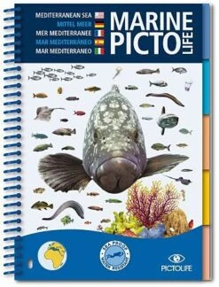 Marine Pictolife Méditérannée